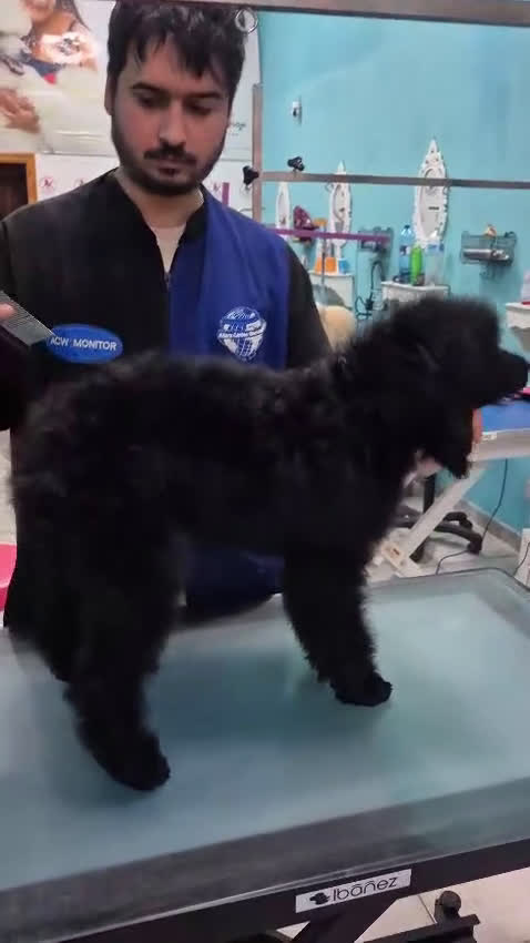 Caniche Gigante perros en venta: CANICHE HEMBRA GIGANTE EXCLUSIVA - Video 1