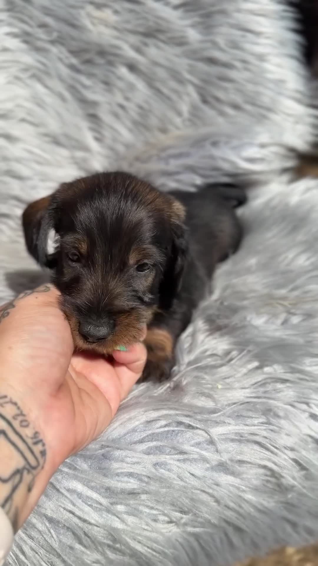 Teckel Miniatura perros en venta: Teckel pelo duro miniatura  - Video 3