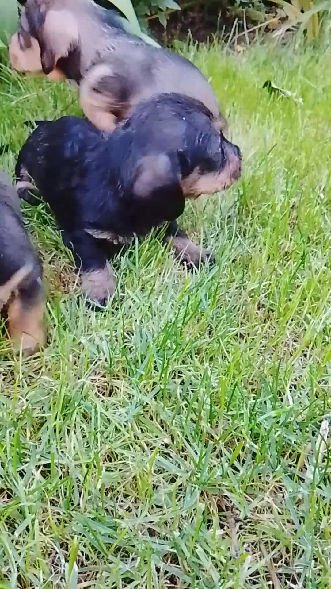 Teckel perros en venta: Teckel de pelo duro  - Video 2