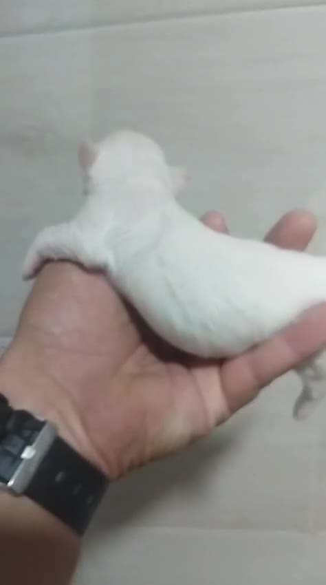 Bichón Maltés perros en venta: Hembras bichon maltés toy línea koreana  - Video 2