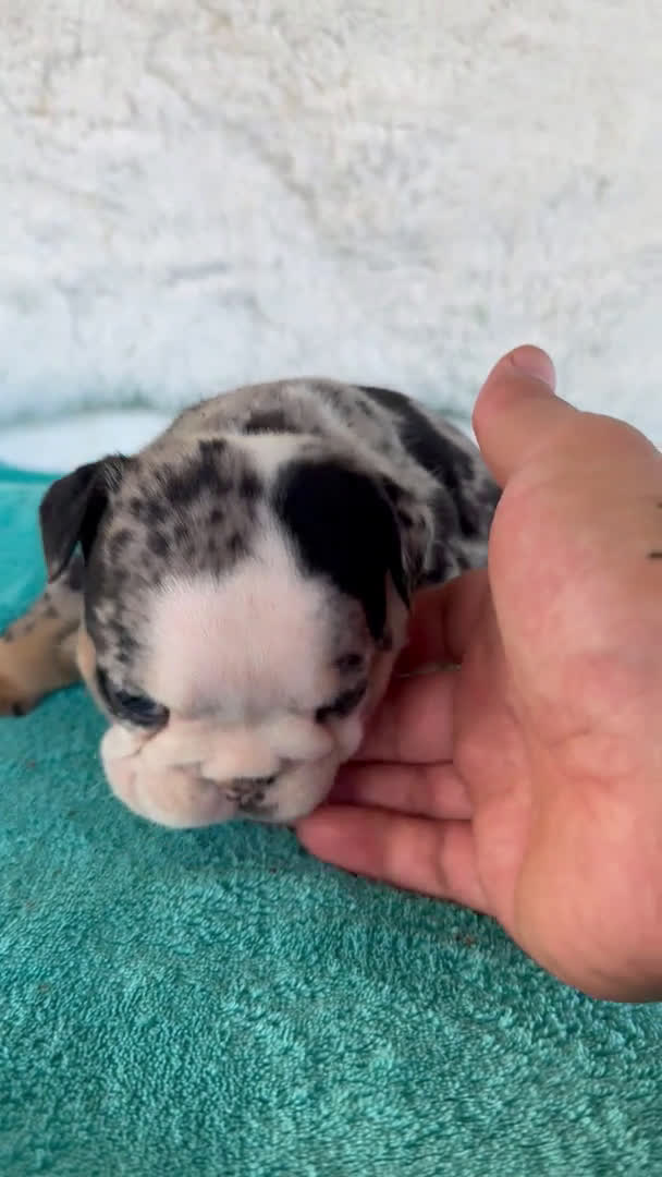 American Bully perros en venta: American bully en Illes Balears - Video 5