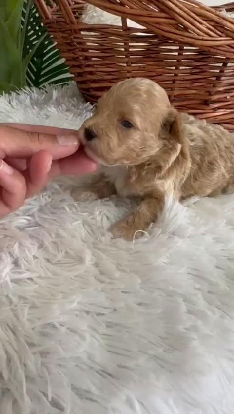 Caniche Toy perros en venta: CANICHE TOY MACHOS - Video 5