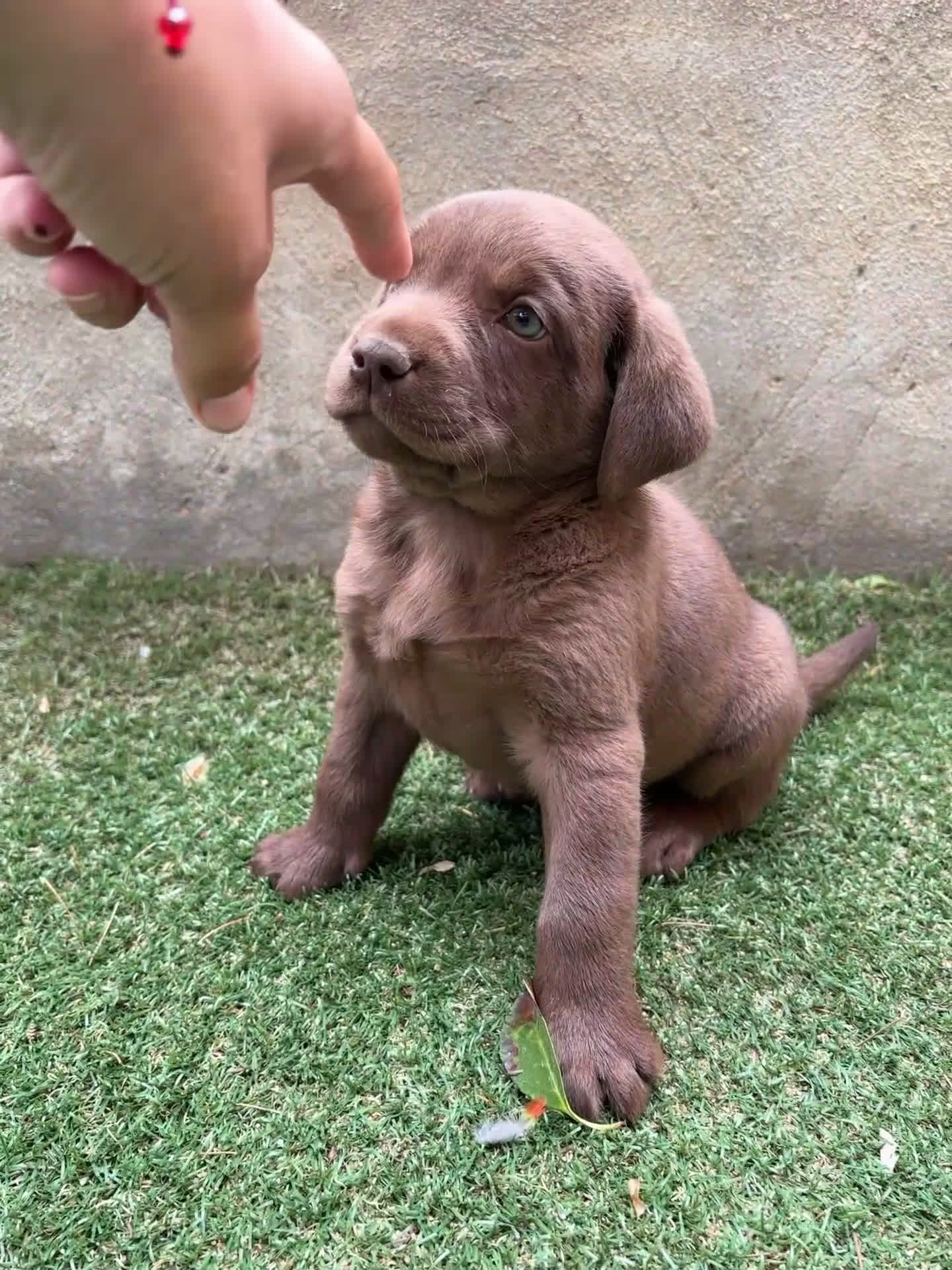 Labrador Retriever perros en venta: LABRADORES RETRIEVER - Video 1
