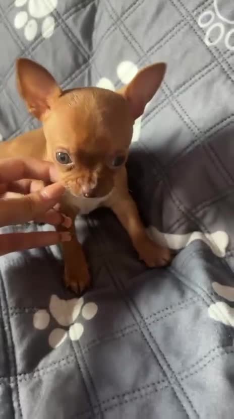 Chihuahua perros en venta: Chihuhua mini toy  - Video 1