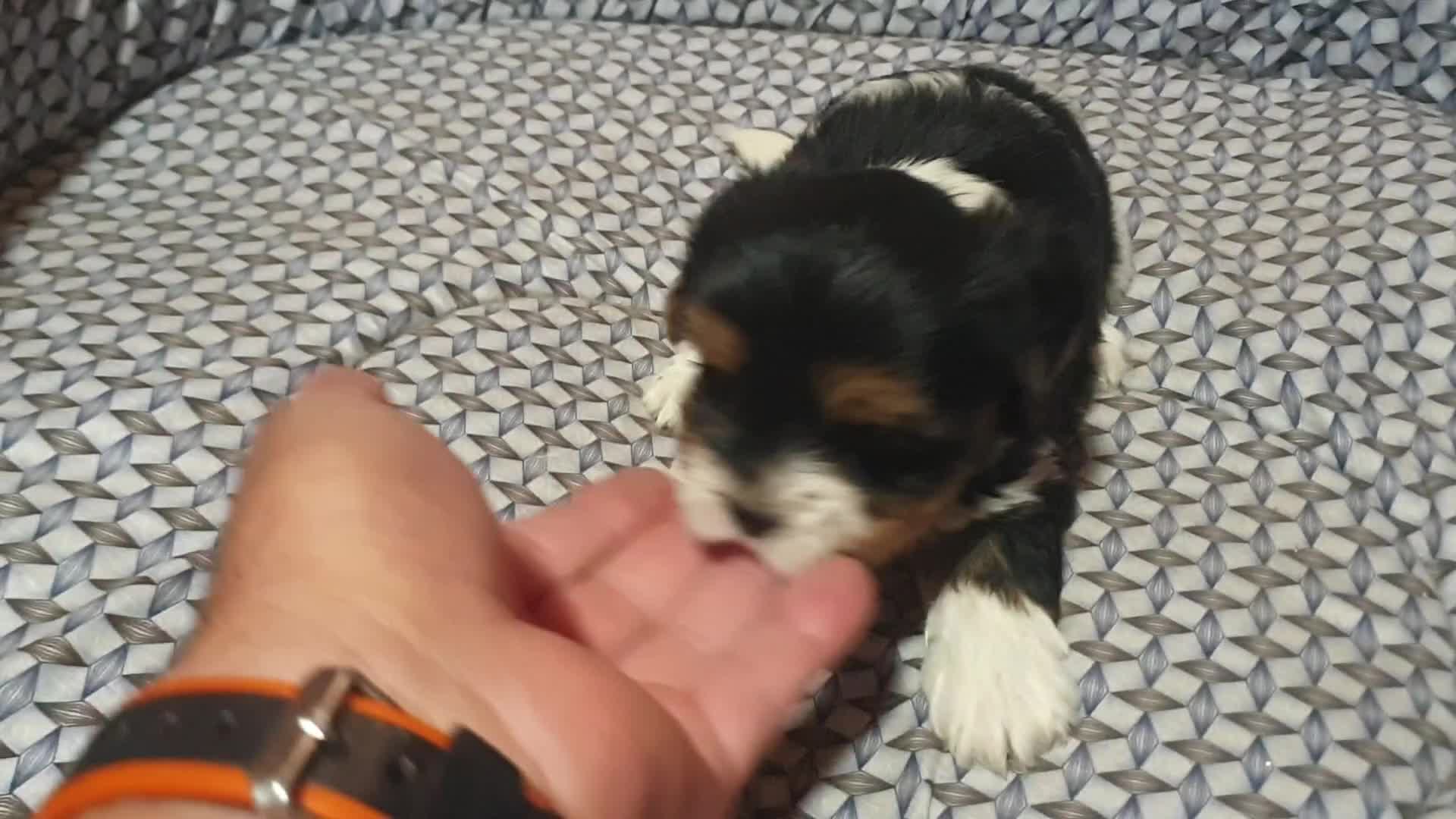 Biewer Yorkshire Terrier a la Pom Pon perros en venta: Biewer cachorros con pedigree excelente - Video 1
