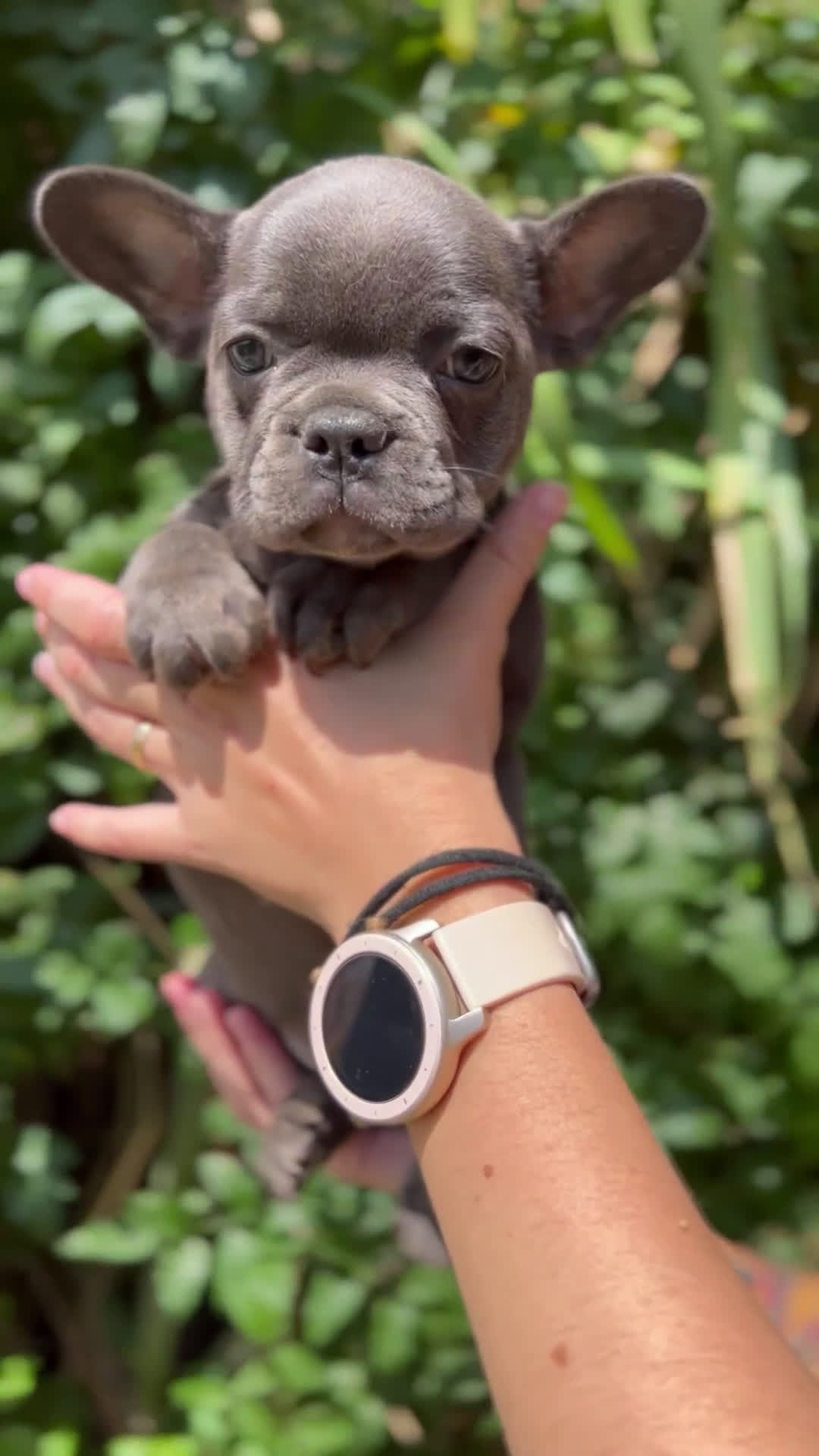 Bulldog Francés perros en venta: Bulldog francés Blue sólido  - Video 1