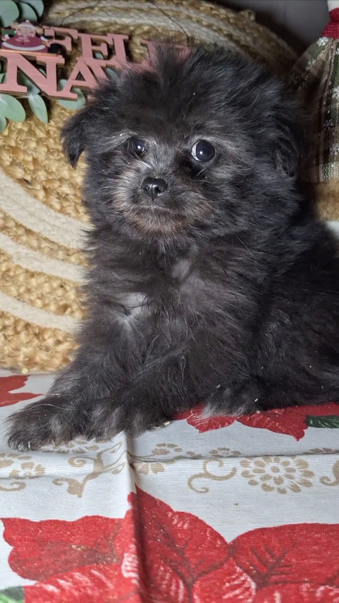 Raza Mixta perros en venta: MALTIPOO  - Video 2