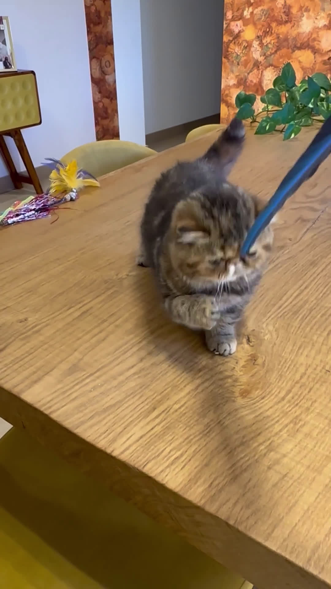 Exótico de Pelo Corto gatos en venta: Hembra Exótica  - Video 1