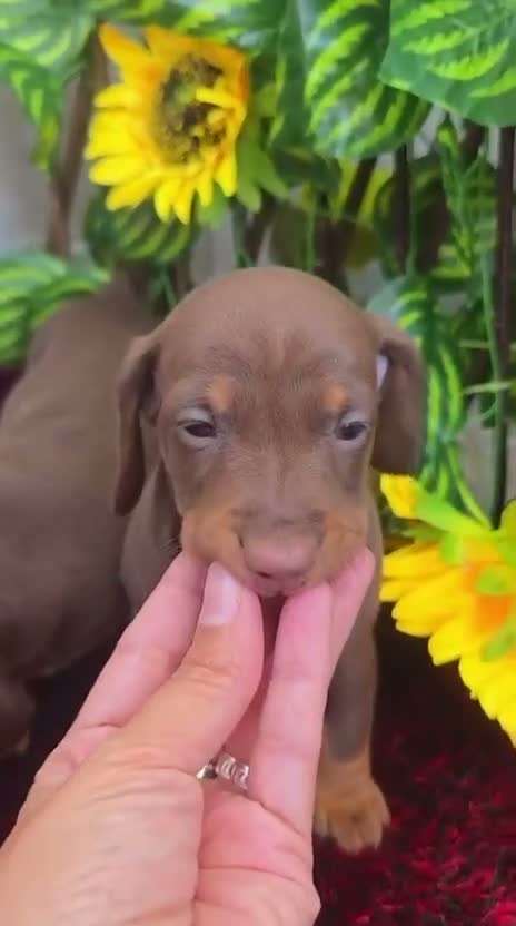 Teckel Miniatura perros en venta: Teckel Miniatura - Video 5