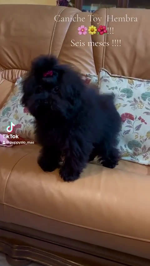 Caniche Toy perros en venta: Caniche Tamaño toy muy preuñita hembra!! - Video 2