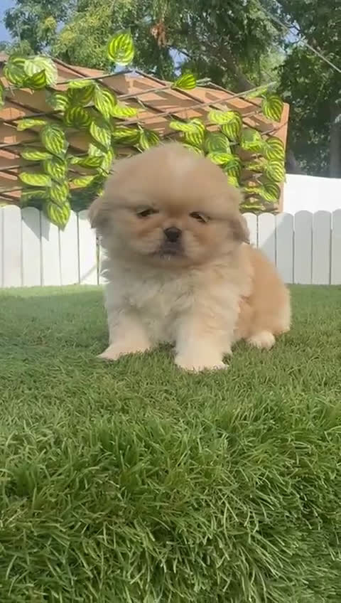 Pekinés perros en venta: PEKINES HEMBRA - Video 1