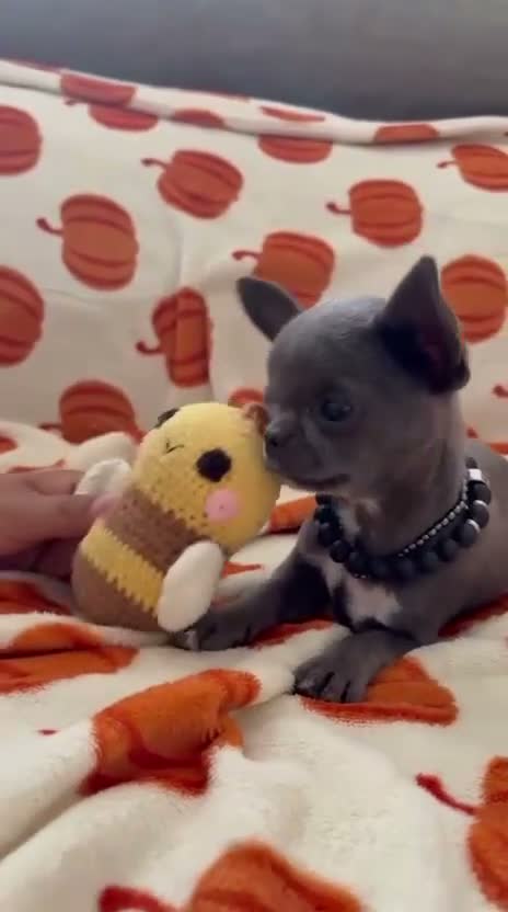 Chihuahua perros en venta: CHIHUHUAS TOYS LÍNEA RUSA  - Video 1