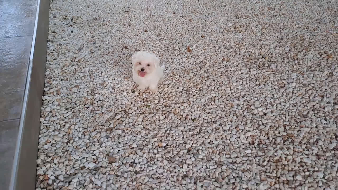 Bichón Maltés perros en venta: Cachorrito Bichon Maltes  - Video 1
