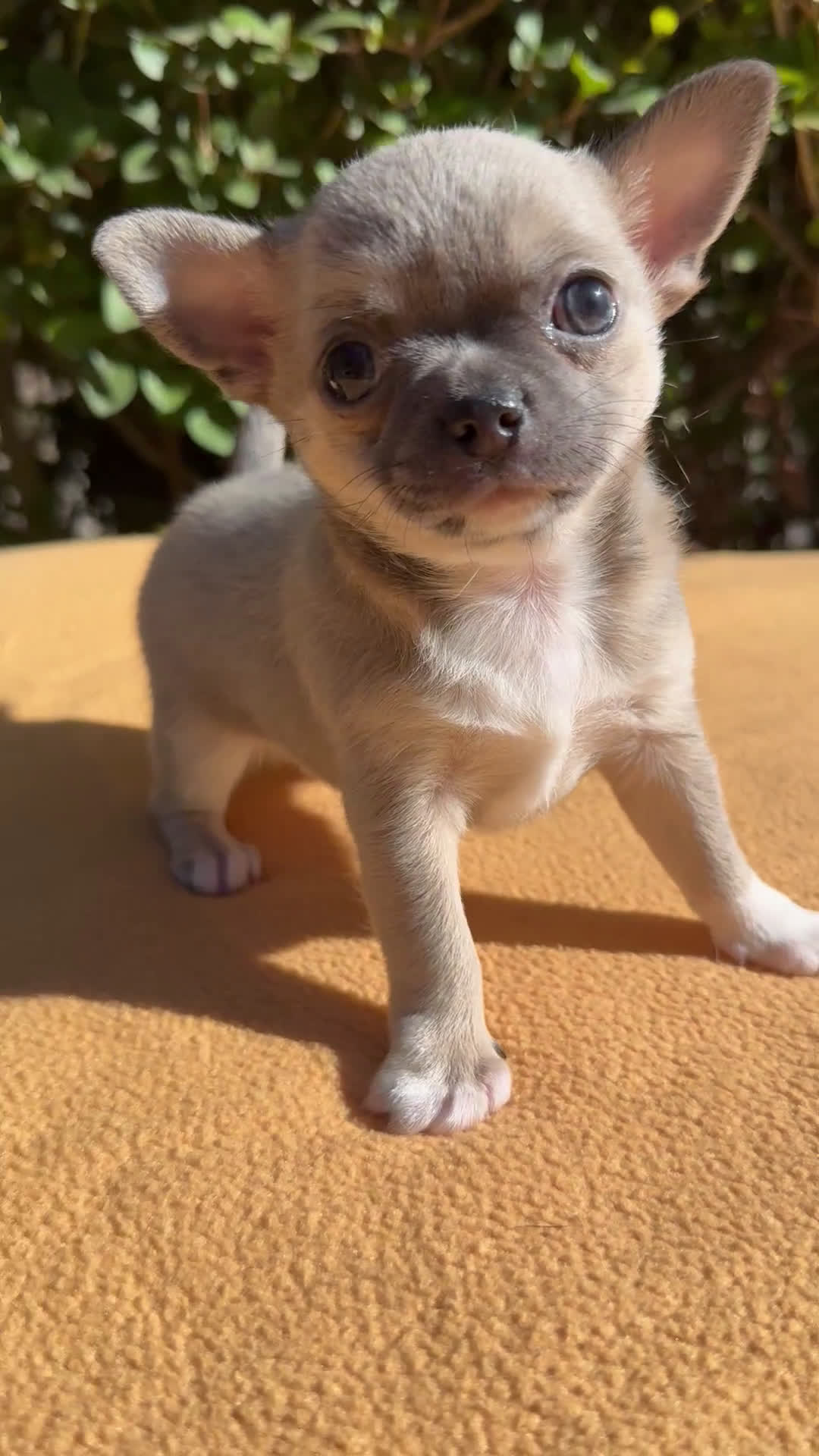 Chihuahua perros en venta: Machito chihuahua color exótico  - Video 1