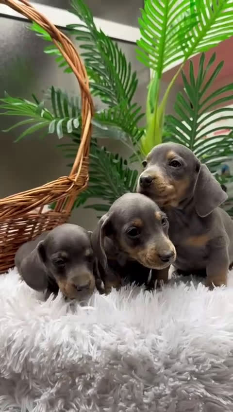 Teckel Miniatura perros en venta: TECKEL MINIATURA BLUE AND TAN - Video 2