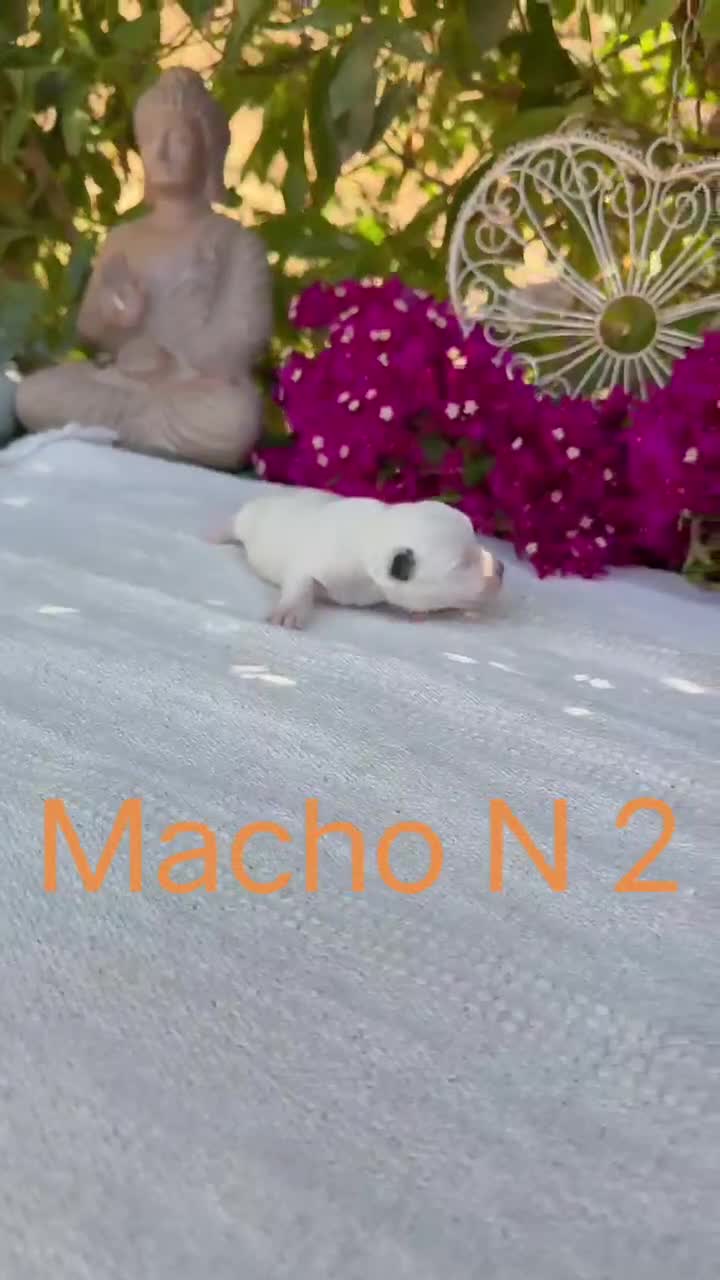 Jack Russell Terrier perros en venta: Jack Russell preciosos bebes disponibles  - Video 4
