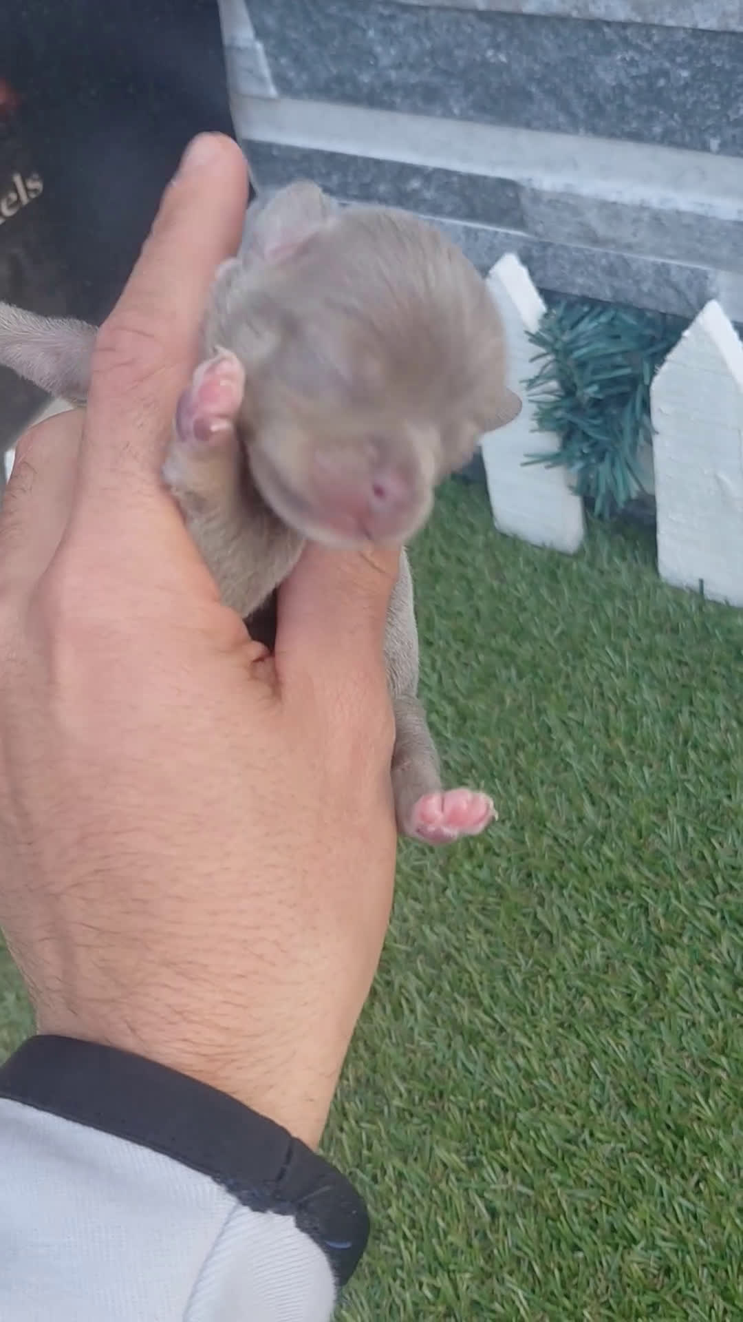 Chihuahua perros en venta: Chihuahua lilac - Video 1