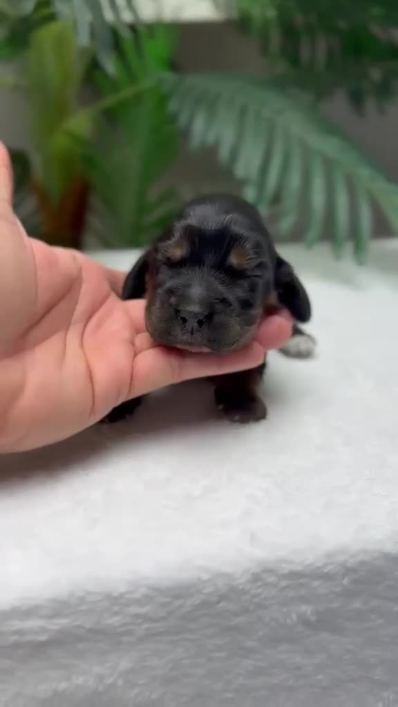 Cocker Spaniel Inglés perros en venta: COCKER SPANIEL INGLES - Video 4