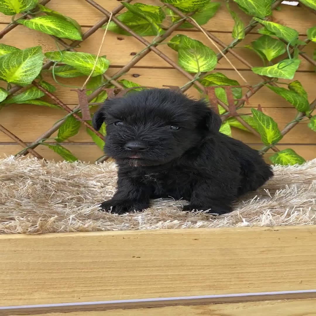 Schnauzer Miniatura perros en venta: Camada de Romie - Video 4