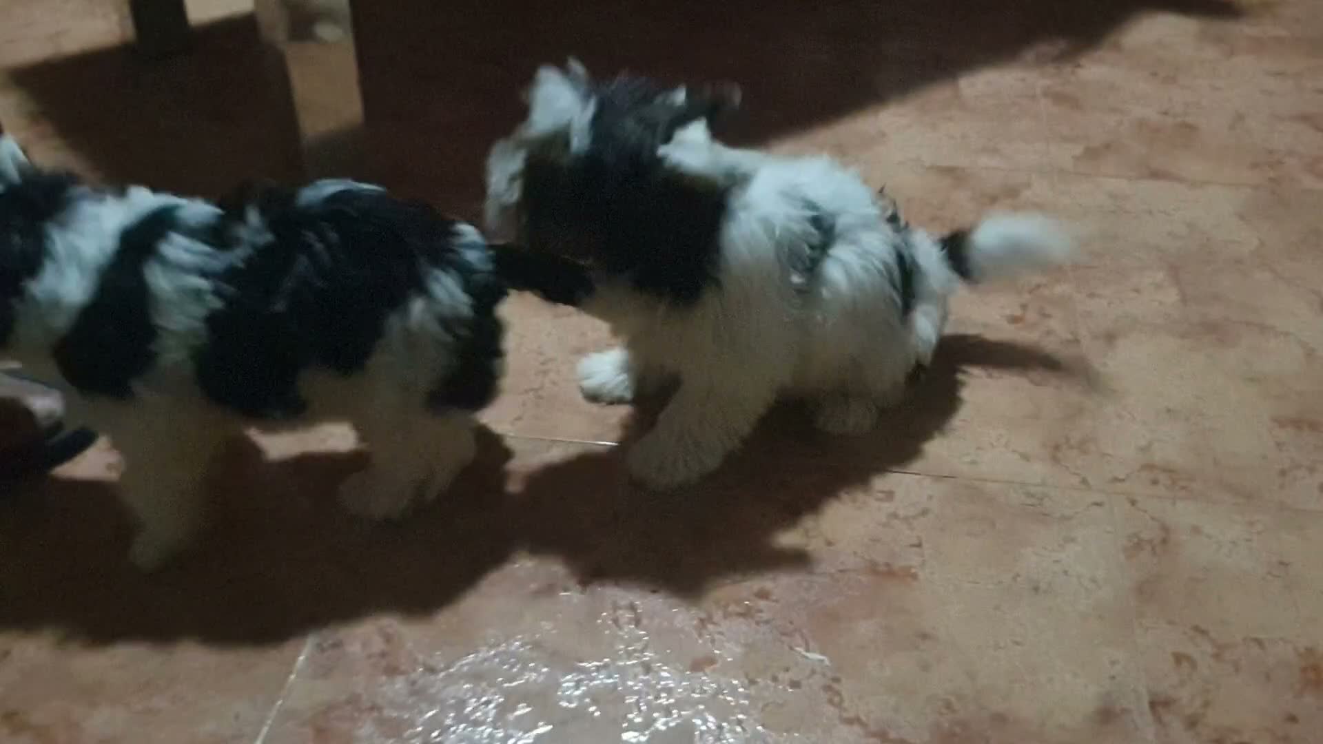 Biewer Yorkshire Terrier a la Pom Pon perros en venta: Biewer con pedigree de la mejor calidad - Video 5