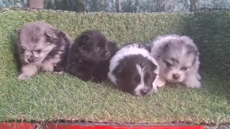 Pomerania perros en venta: Pomeranias - Video 1