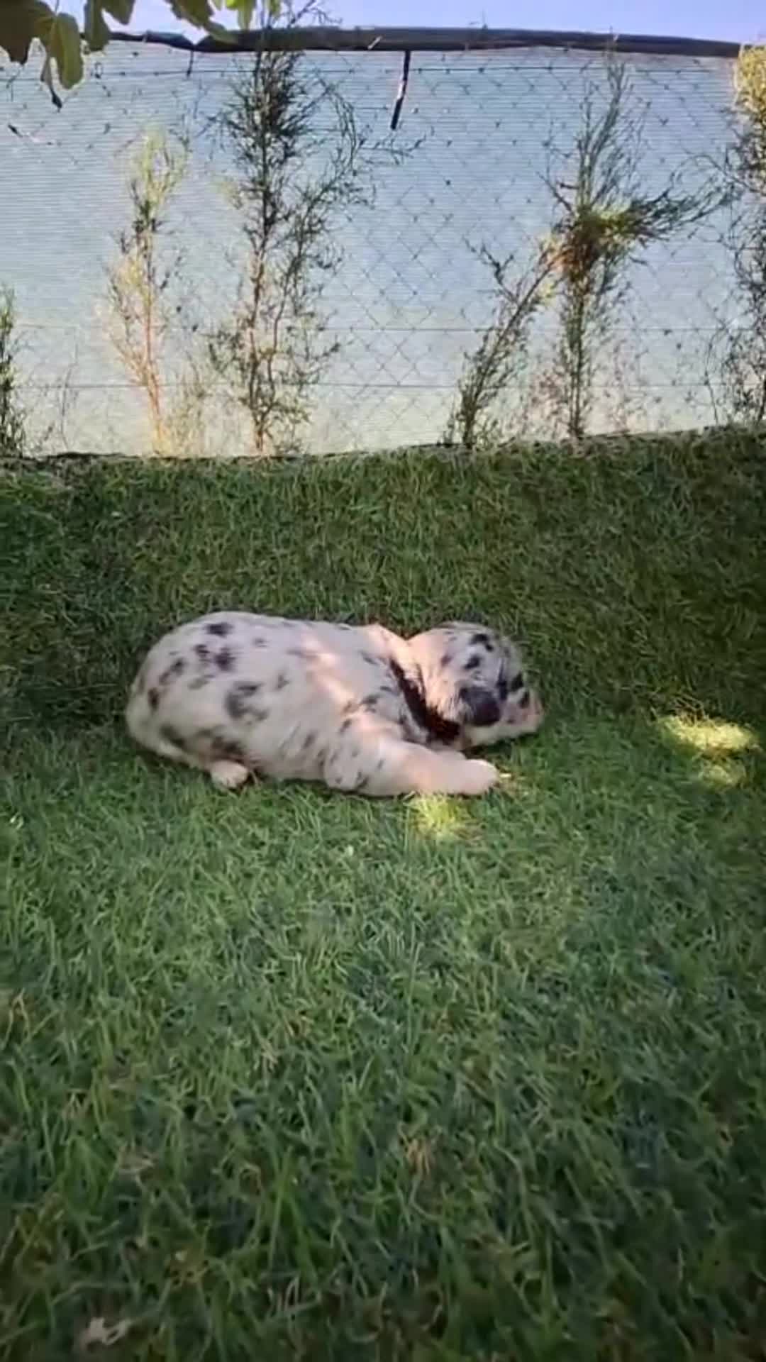 Chihuahua perros en venta: CHIHUAHUAS - Video 4