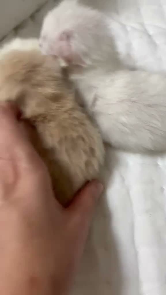 Persa gatos en venta: Gatos persas  - Video 1