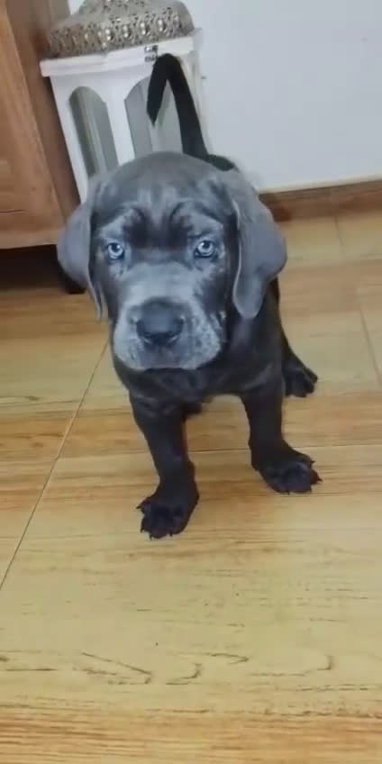 Cane Corso perros en venta: Cane corso - Video 1