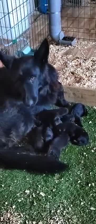 Pastor Alemán perros en venta: Camada de Pastor Alemán  - Video 2