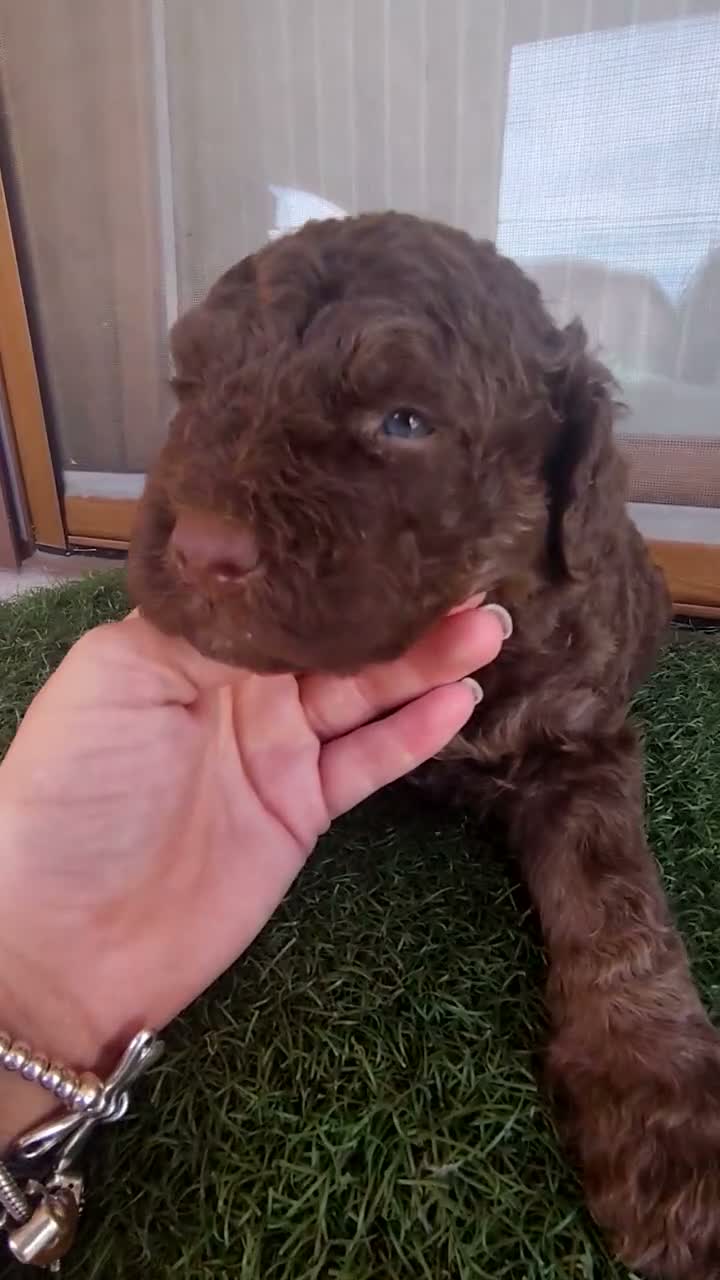 Perro de Agua Español perros en venta: Cachorros perro de agua - Video 1