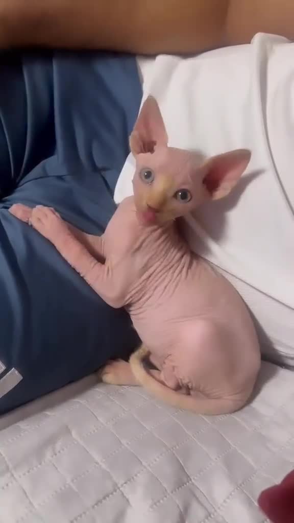Sphynx gatos en venta: Gatito Sphynx de raza pura  - Video 1