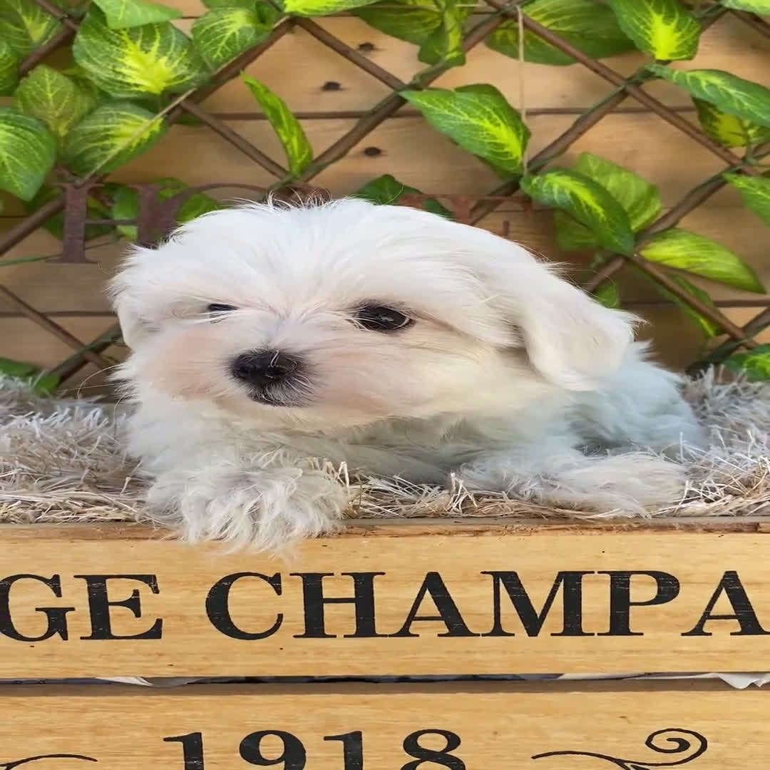Bichón Maltés perros en venta: Camada de Gala  - Video 5