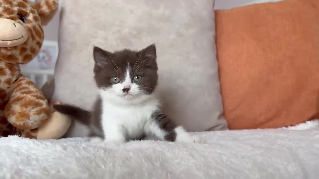 Británico de Pelo Corto gatos en venta: British Shorthair / Longhair  - Video 1