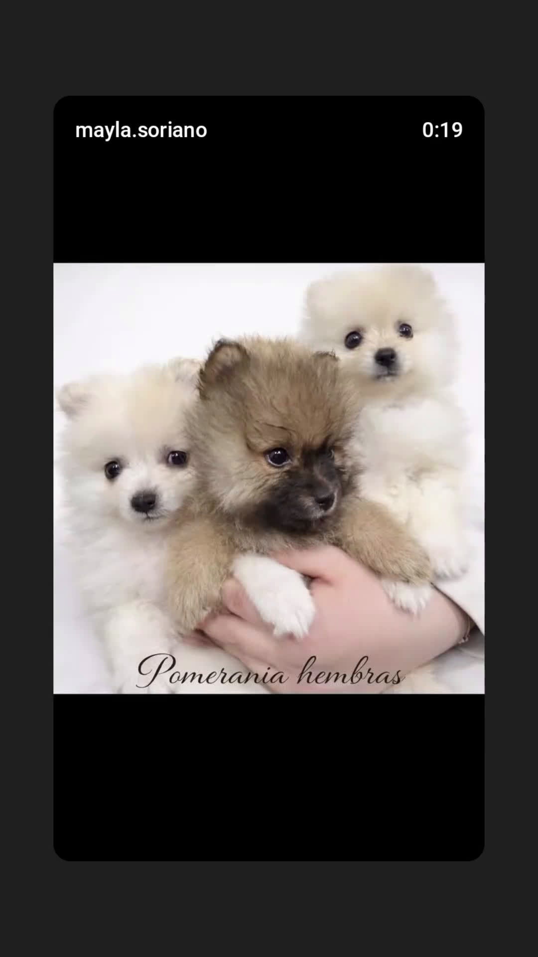 Pomerania perros en venta: Pomerania hembra - Video 1