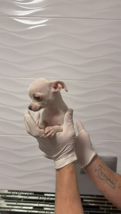 Chihuahua perros en venta: 🌟 Chihuahua Hembra Blanca en Venta — 9 Semanas 🌟 - Video 1