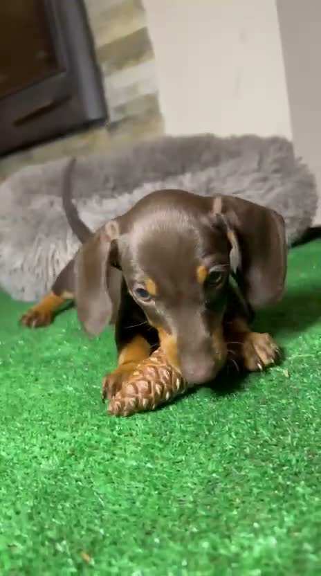 Teckel perros en venta: Teckel toy - Video 2