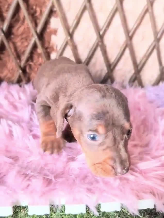 Teckel perros en venta: 🌟Tekel Arlequín y Negros fuego🌟 - Video 3