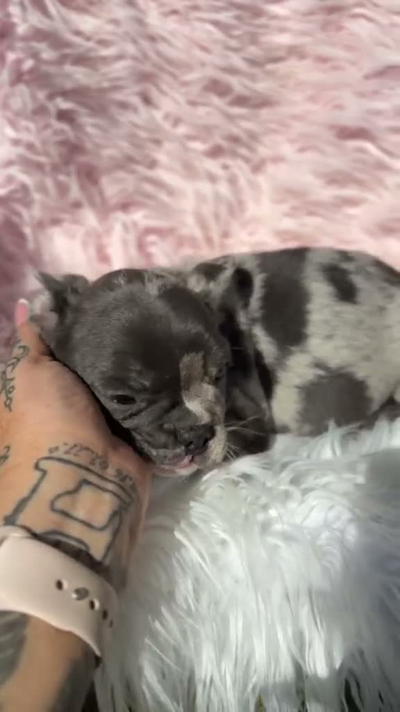 Bulldog Francés perros en venta: BULLDOG FRANCÉS HEMBRA EXÓTICA  - Video 2