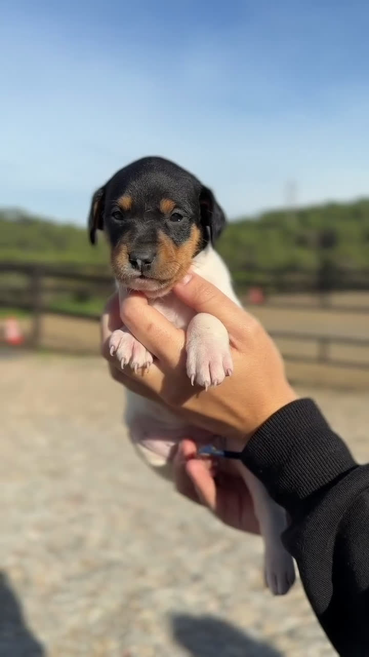 Ratonero Bodeguero Andaluz perros en venta:  Bodeguero andaluz   - Video 1