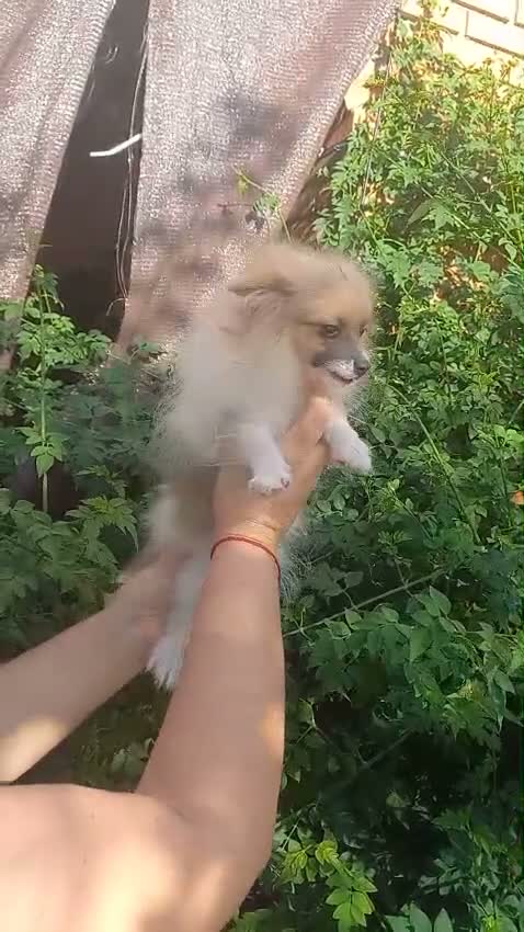 Pomchi perros en venta: Pomchi macho enano  - Video 1