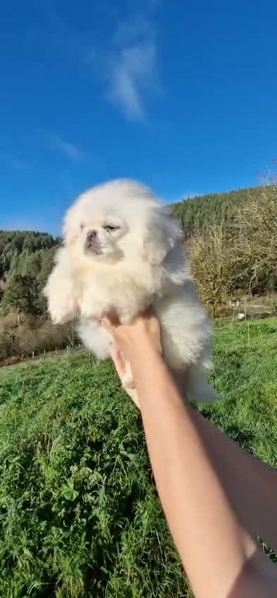 Pekinés perros en venta: Hembras Pekinés Imperial  - Video 1