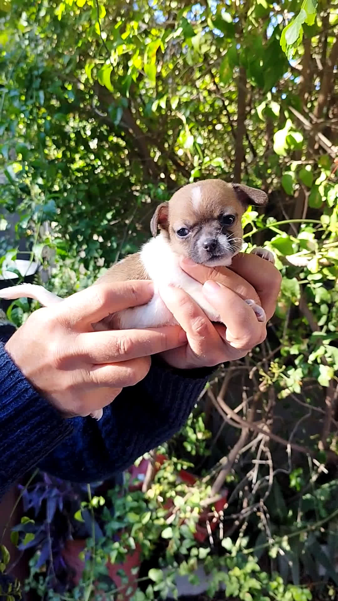 Chihuahua perros en venta: CHIHUAHUAS EXCLUSIVOS - Video 3