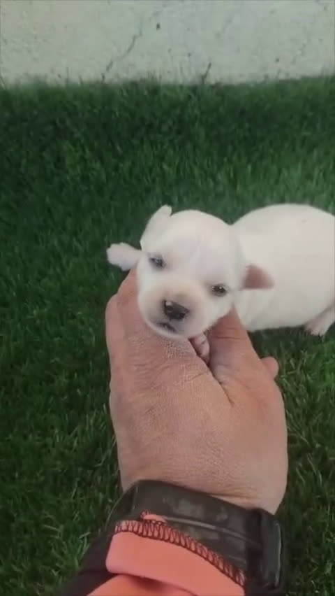 Bichón Maltés perros en venta: Bichon maltés toys - Video 2