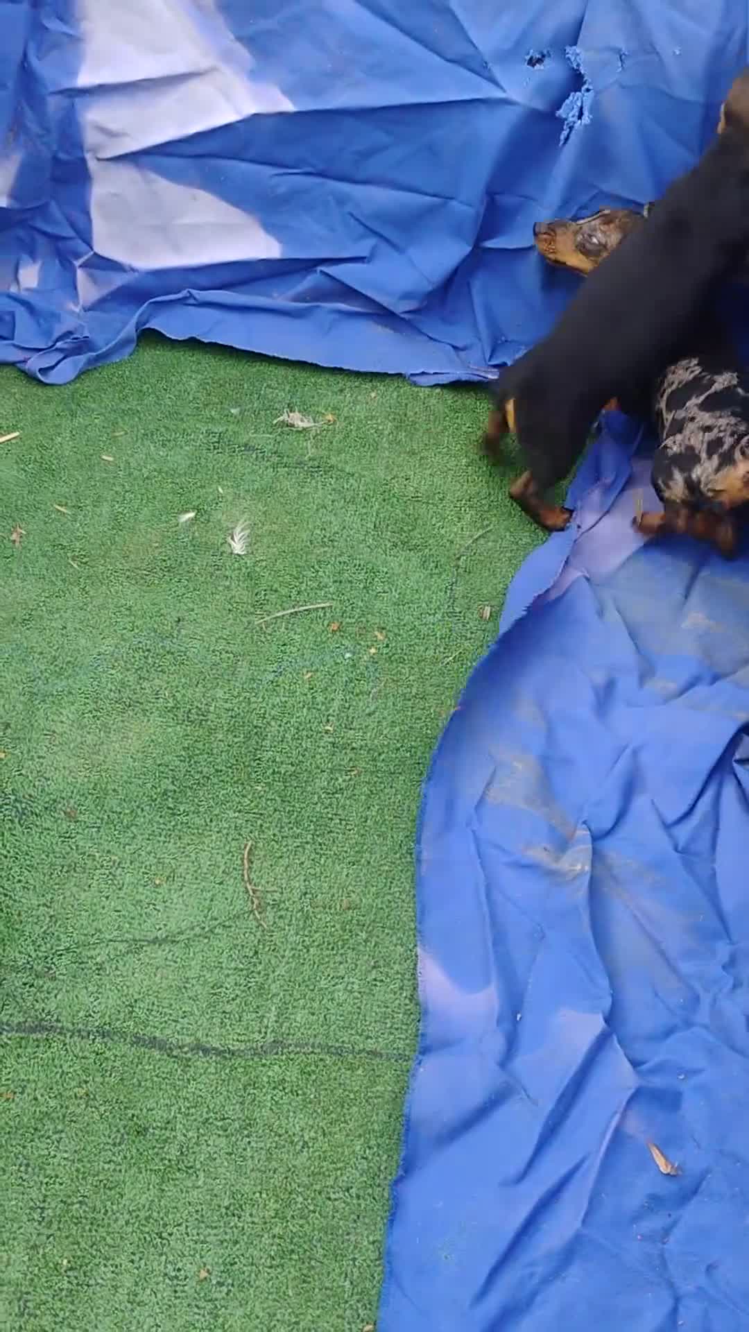 Teckel Miniatura perros en venta: Cachorra teckel arlequín plata  - Video 1