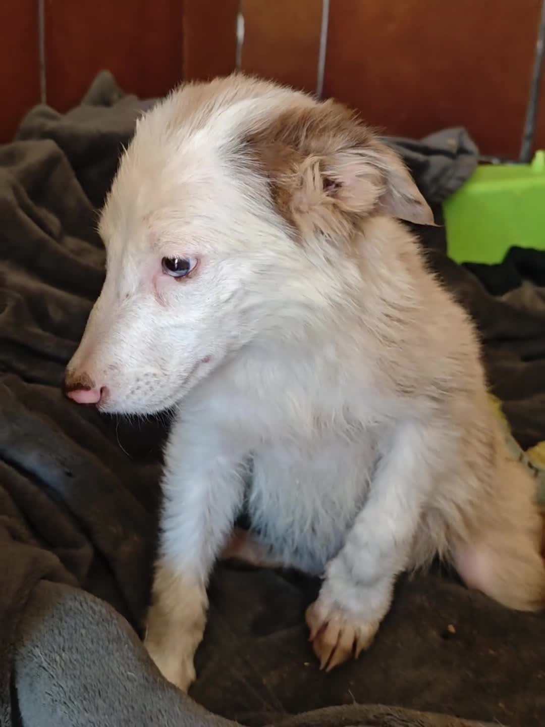 Border Collie perros en adopcion: Precioso border  - Video 1