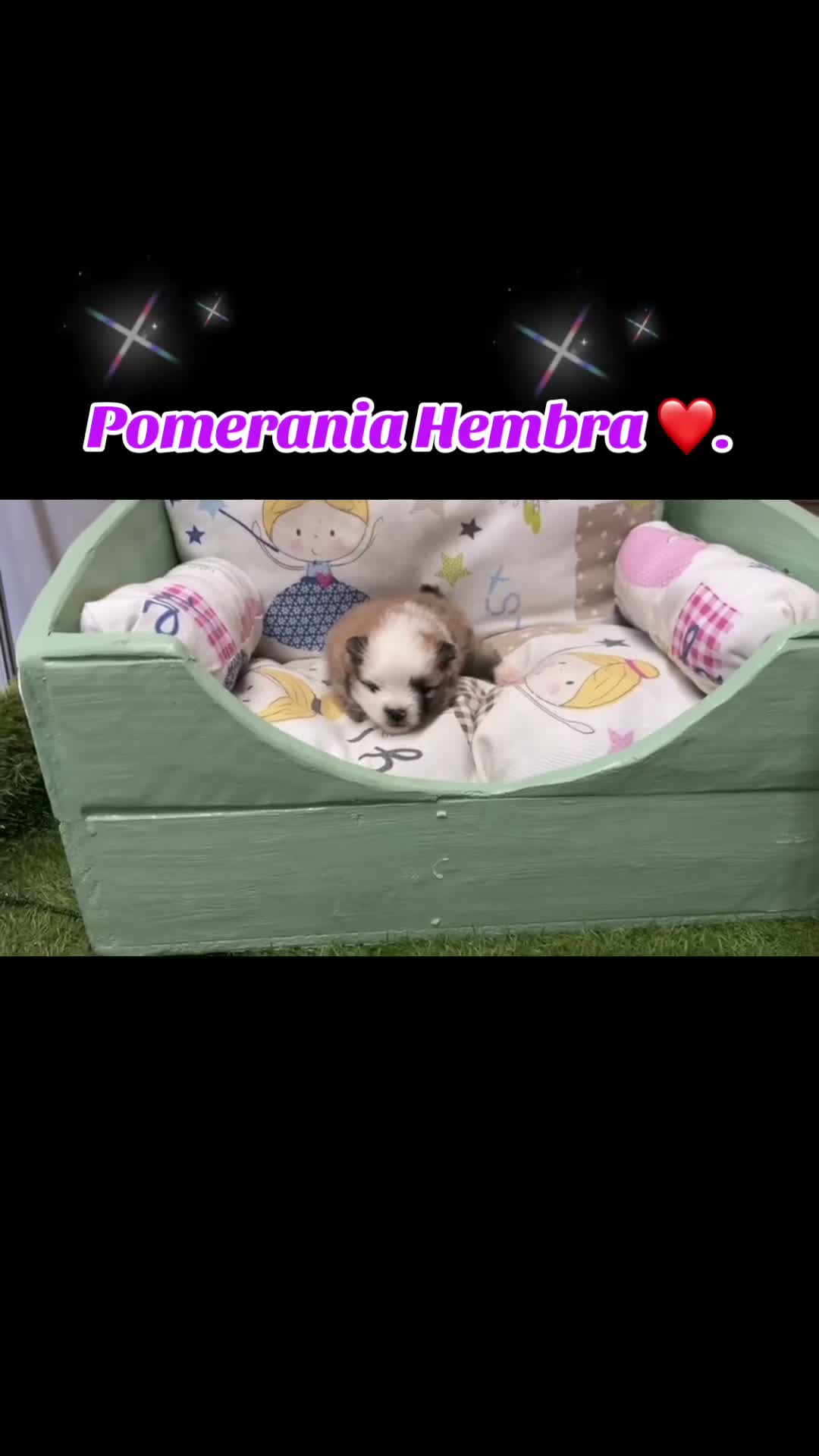 Pomerania perros en venta: Pomerania varios tonalidades!! - Video 2
