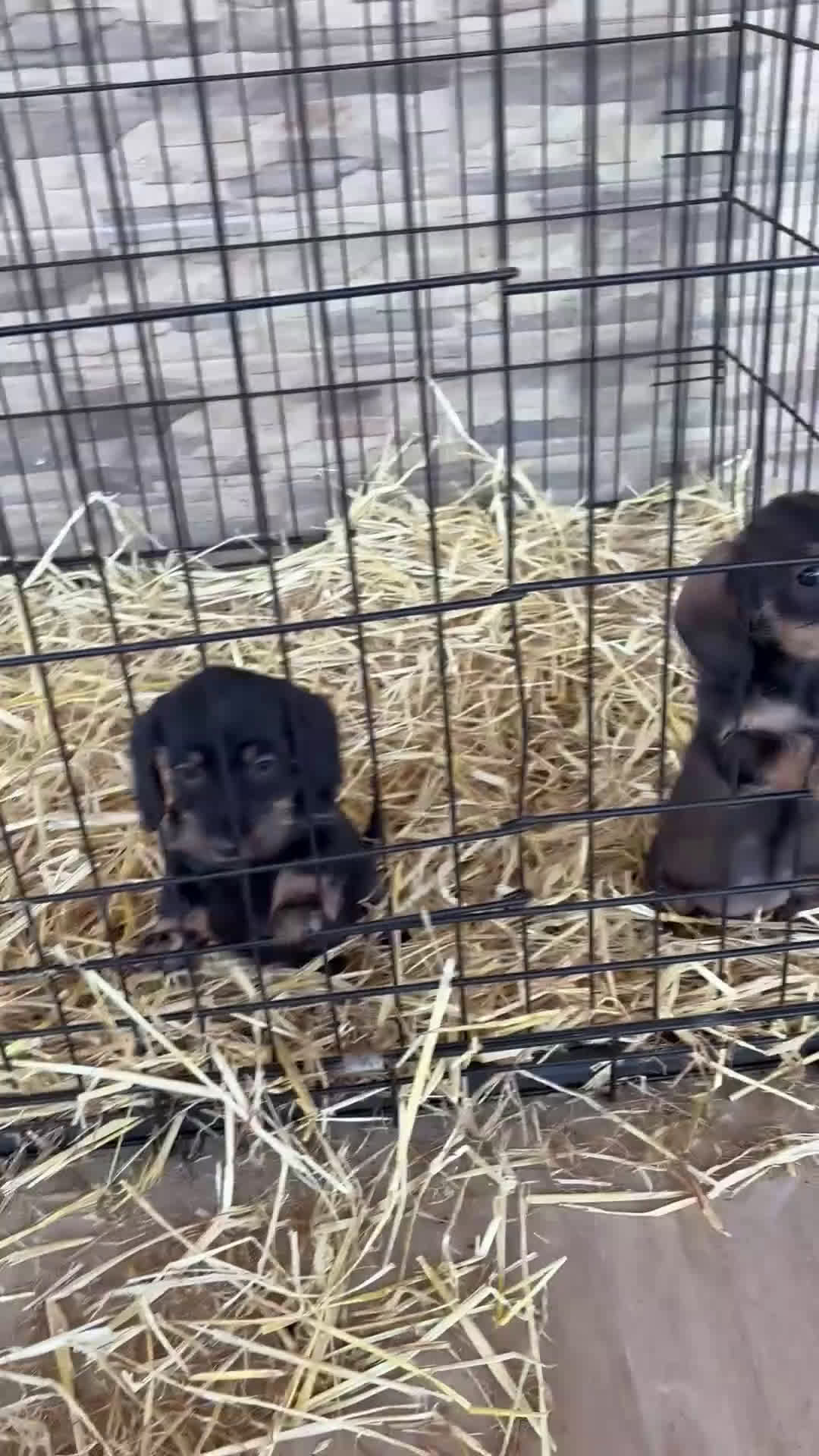 Teckel Miniatura perros en venta: Teckel mini pelo duro  - Video 1