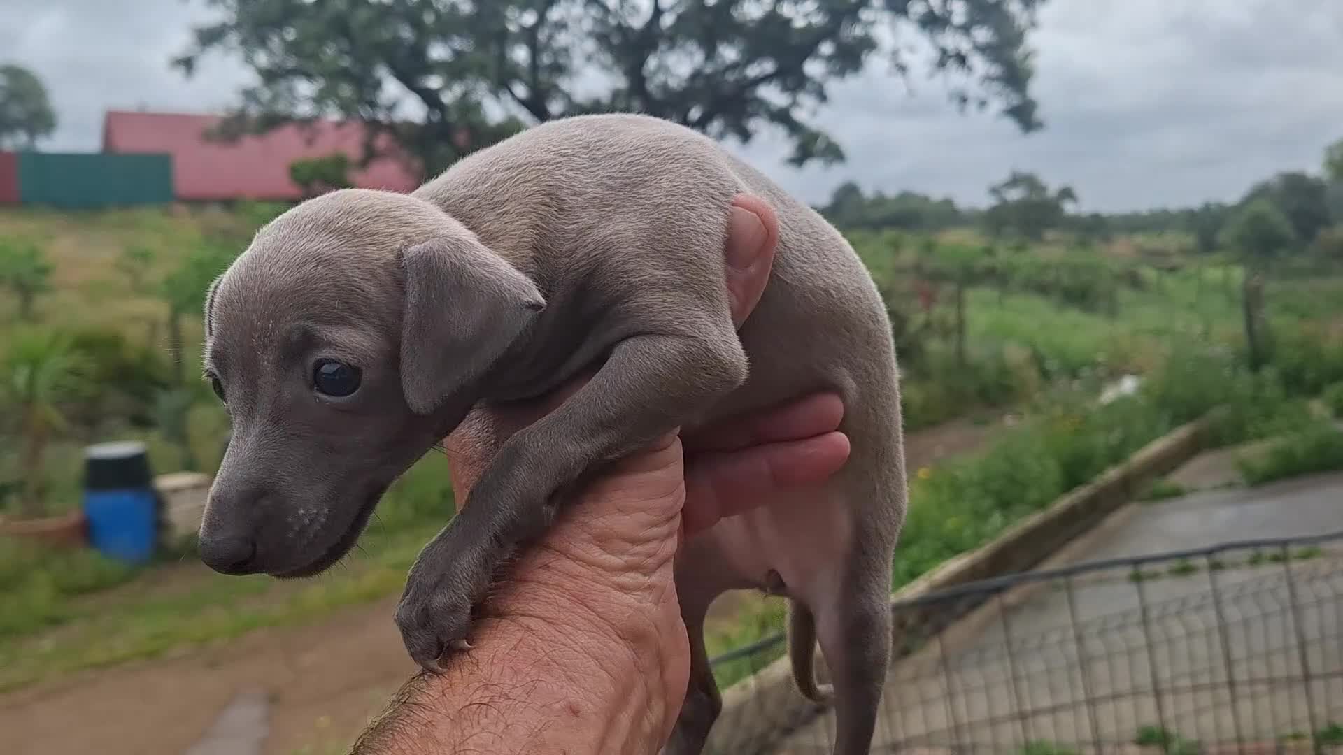 Pequeño Lebrel Italiano perros en venta: Pequeño lebrel italiano azul - Video 2