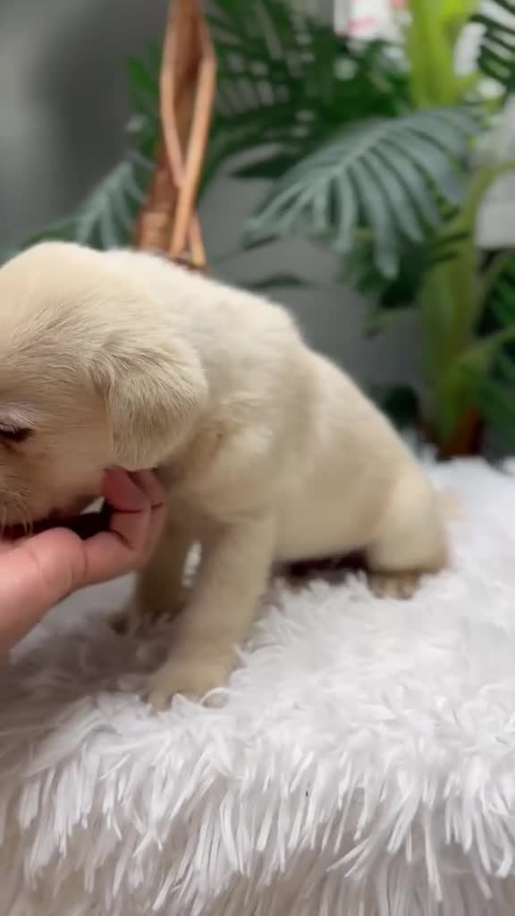 Labrador Retriever perros en venta: LABRADOR RETRIEVER - Video 1