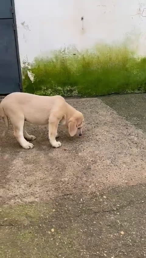 Mastín Español perros en venta: Mastín Español - Video 5